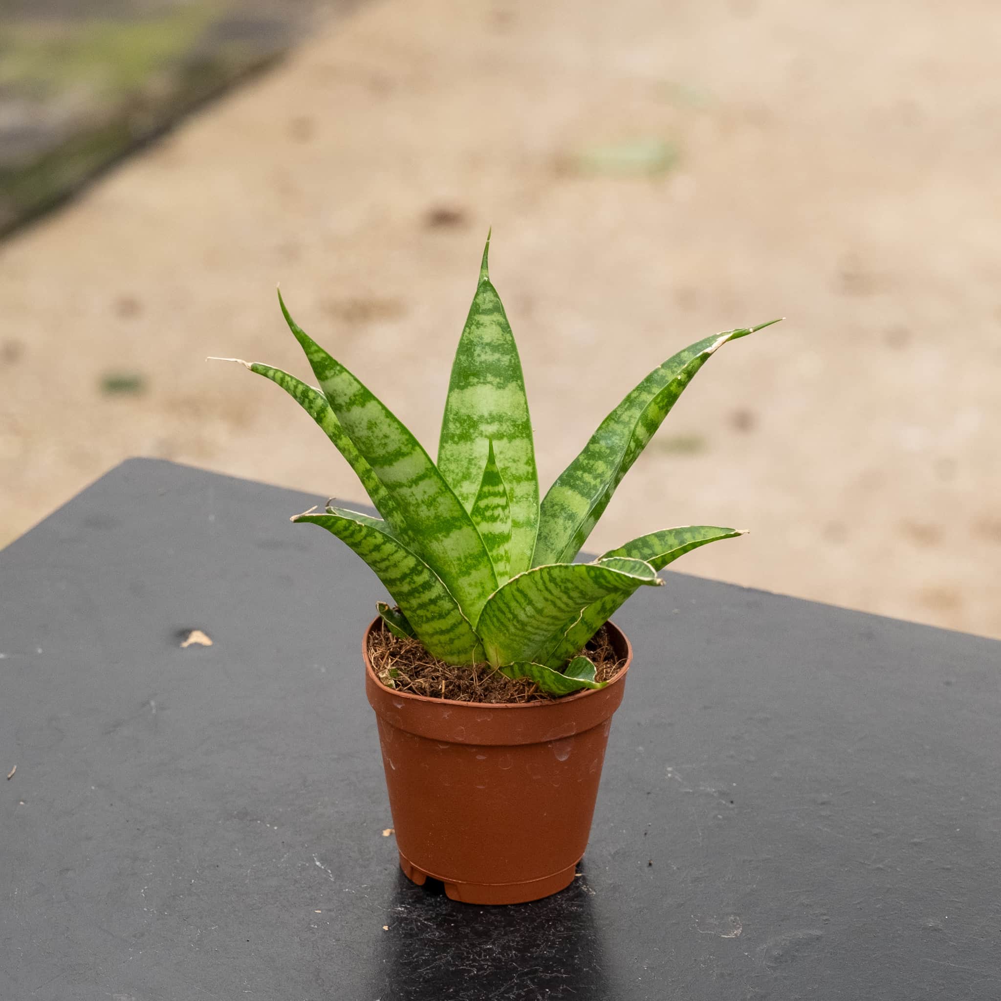 Gabriella Plants Sansevieria Hybrid 2" Sansevieria 'Boogie Woogie'