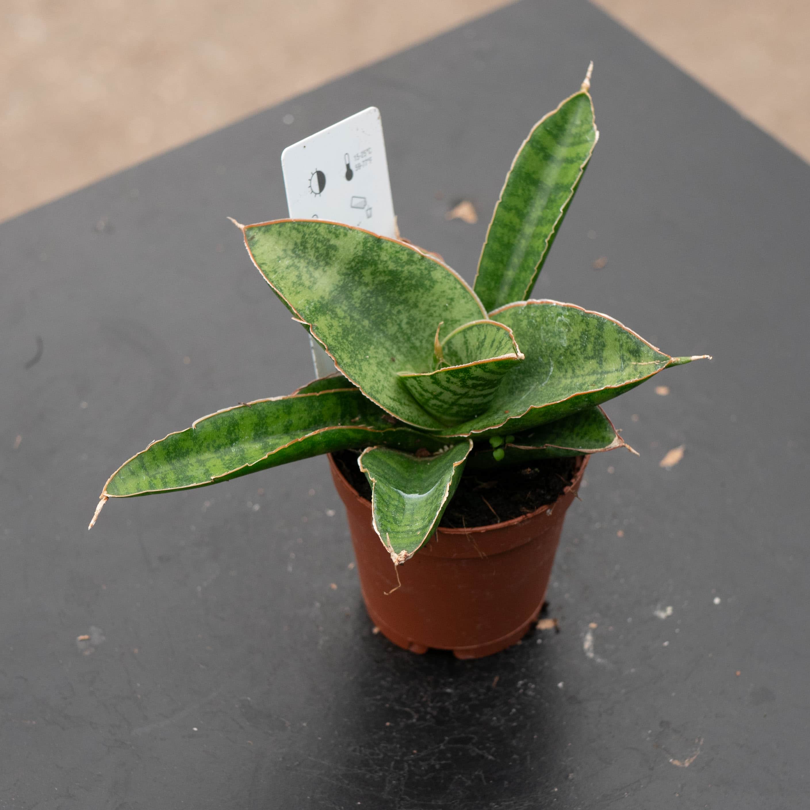 Gabriella Plants Sansevieria Hybrid 2" Sansevieria 'Lady Gaga'