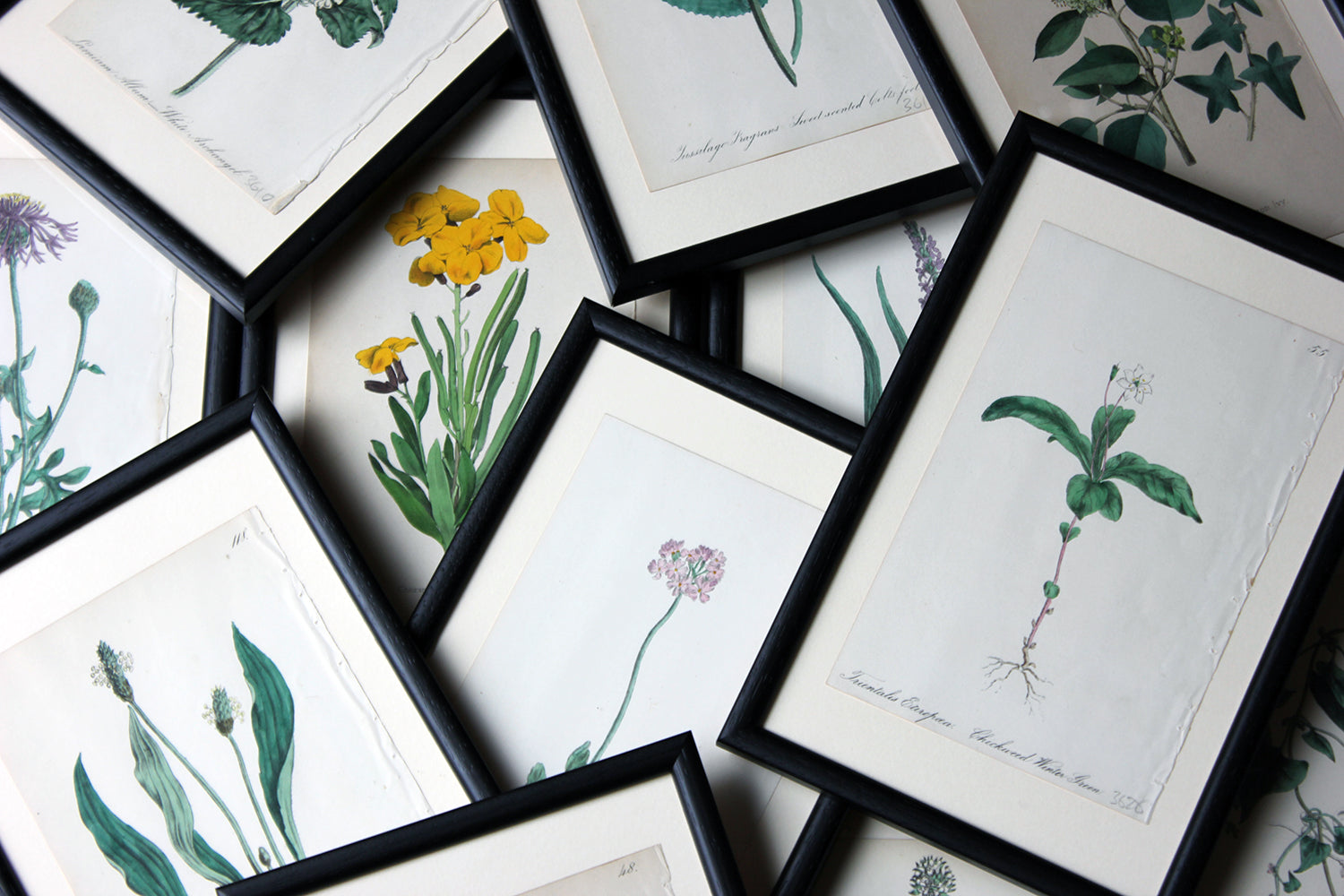 A Group of Twelve Framed Mid-19thC Hand-Coloured Botanical Lithographs c.1864