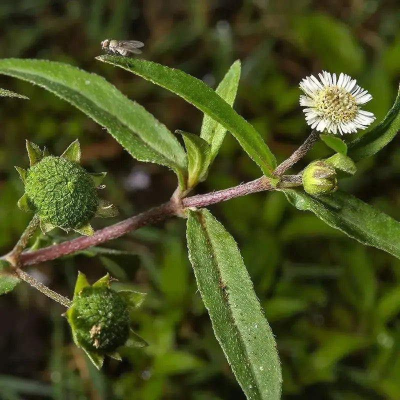 100 Seeds - Eclipta Alba Seeds - Yerba DE TAJO, False Daisy Flower Seeds - for Planting Natural Eclipta Prostrata in Your Garden - Ideal for The Gardener & Seeds Collector The Rike