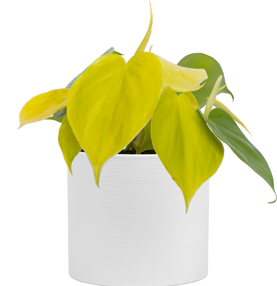 Philodendron Cordatum (S) | Lemon Lime Heartleaf