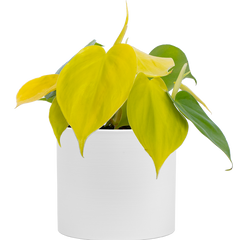 Philodendron Cordatum (S) | Lemon Lime Heartleaf