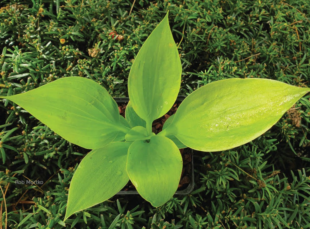 Hosta 'Golden Pursuit'