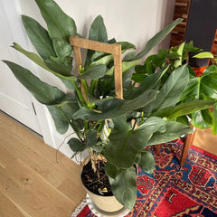 Philodendron Silver Sword Trellis Live Plant - Indoor Air Purifier, Easy Care Houseplant, Philodendron hastatum