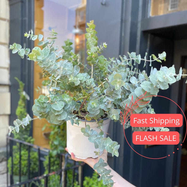 Eucalyptus Live Plant | 2" Baby Blue Eucalyptus Pulverulenta | Indoor House Plant for Beginners | Perennial Aromatic Plant