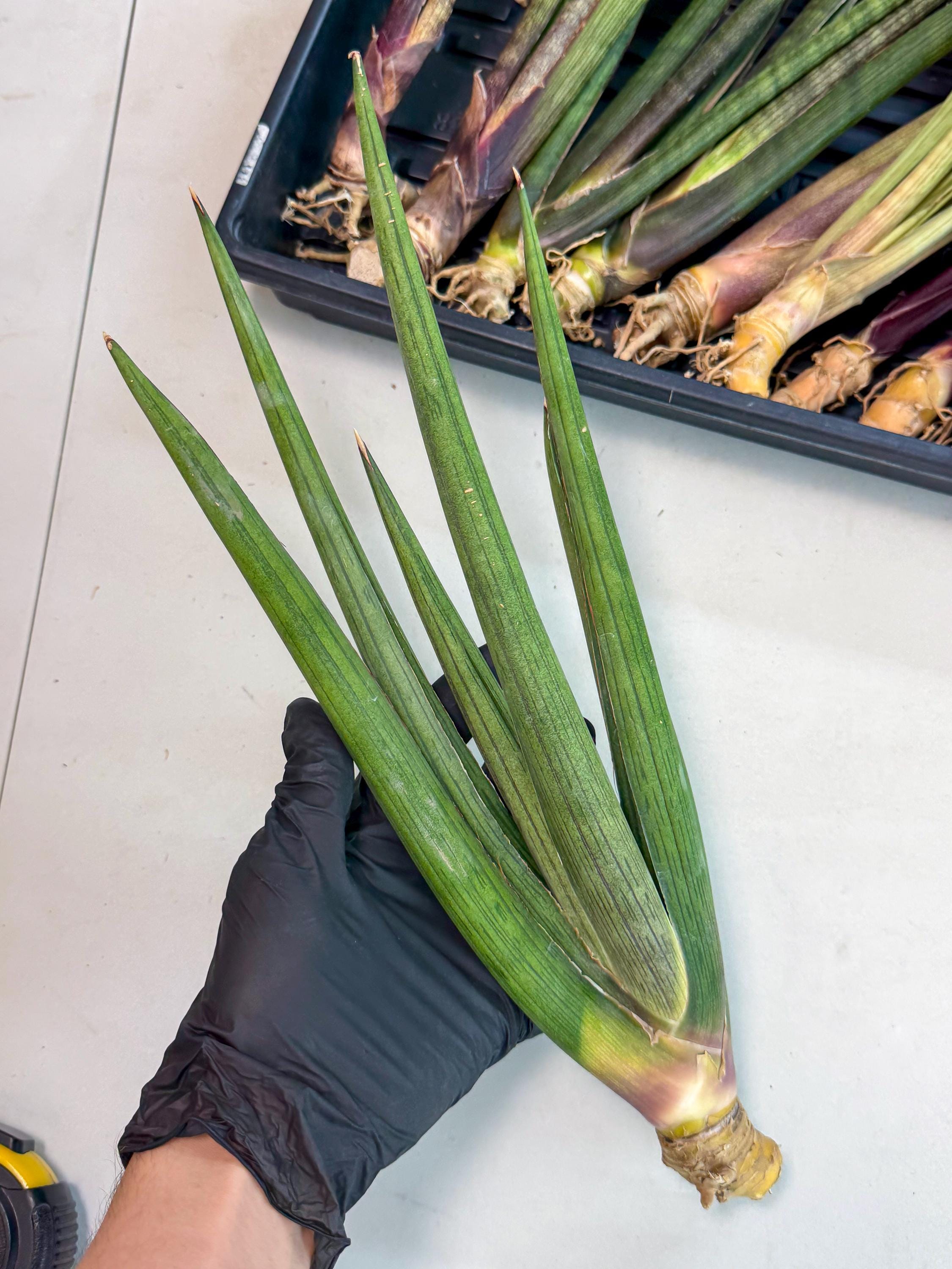 Sansevieria Cizgi Tac (oo) (13) | Rare Hybrids