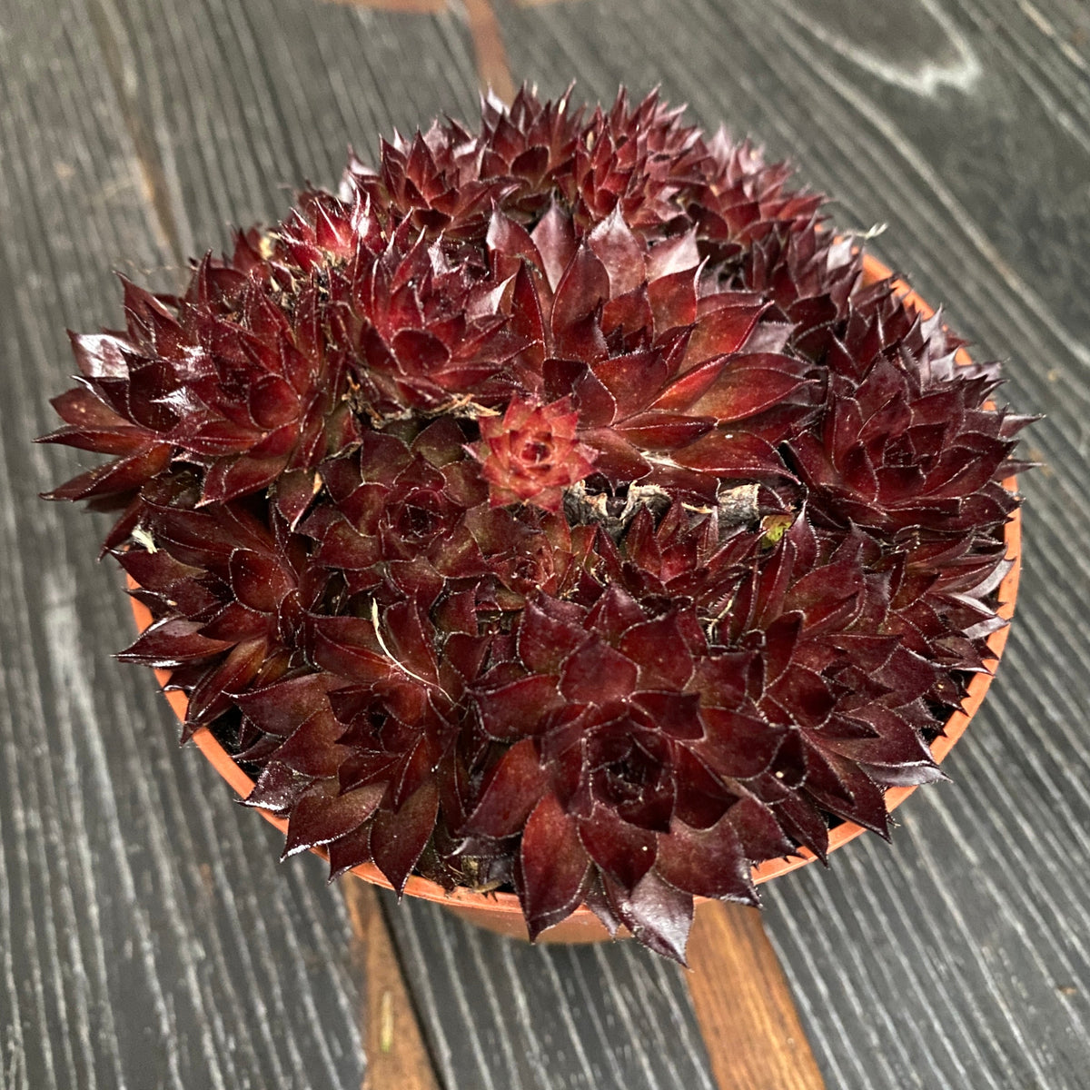 Sempervivum 'Corsair' (Hauswurz)