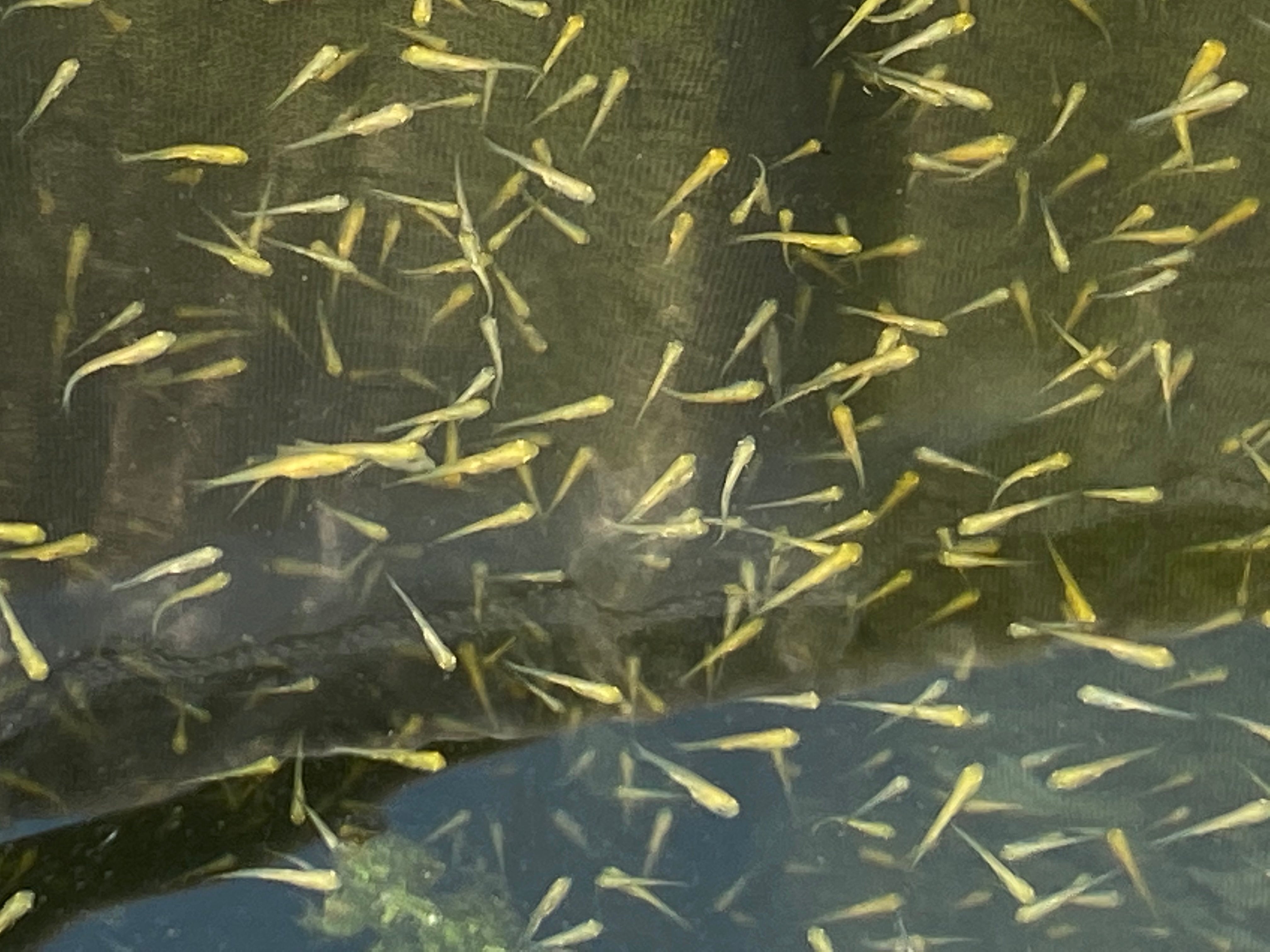 An underwater picture of a shoal of koi carp fry
