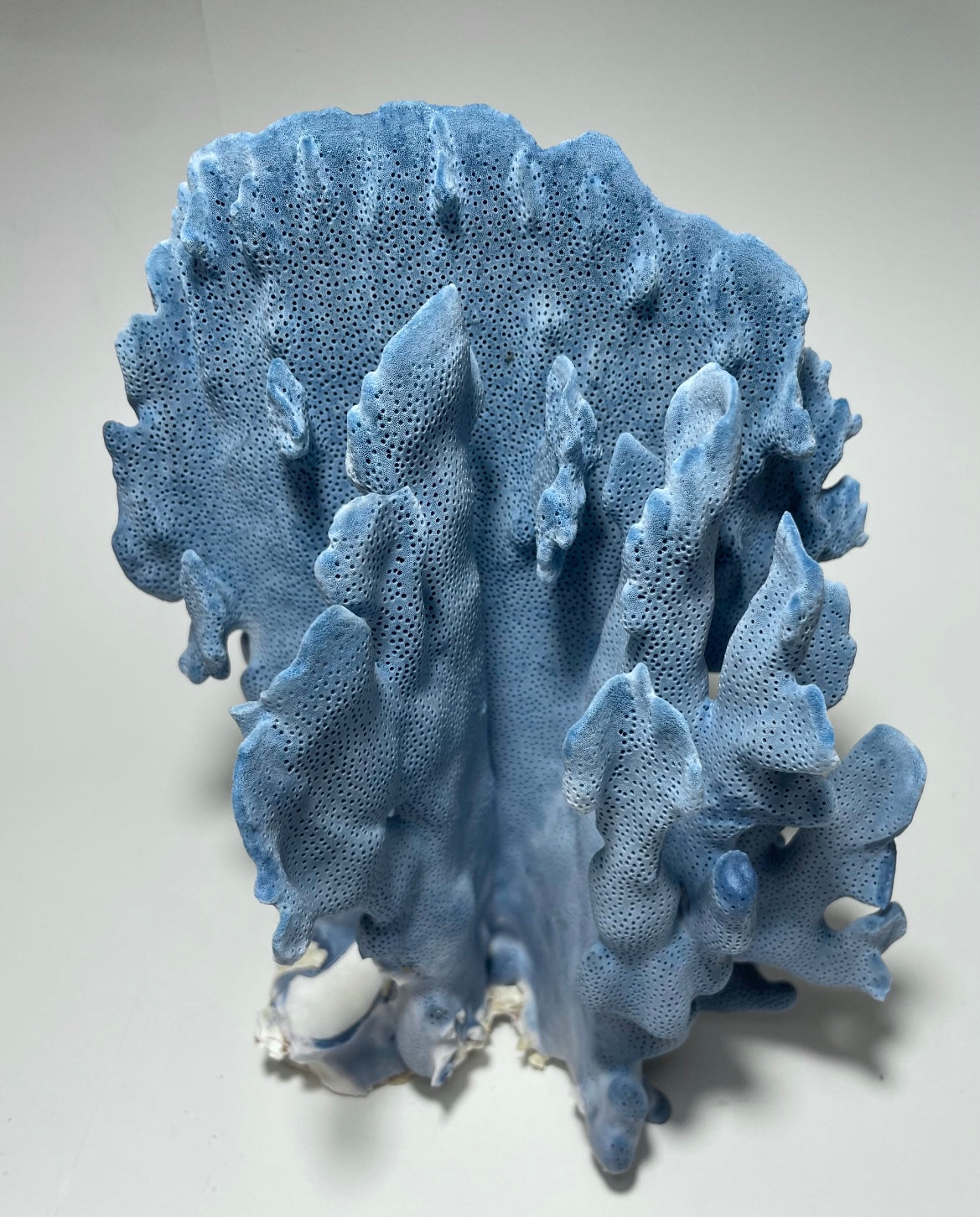Blue Ridge Coral (9”x8”x6”) - Treasures from Beneath