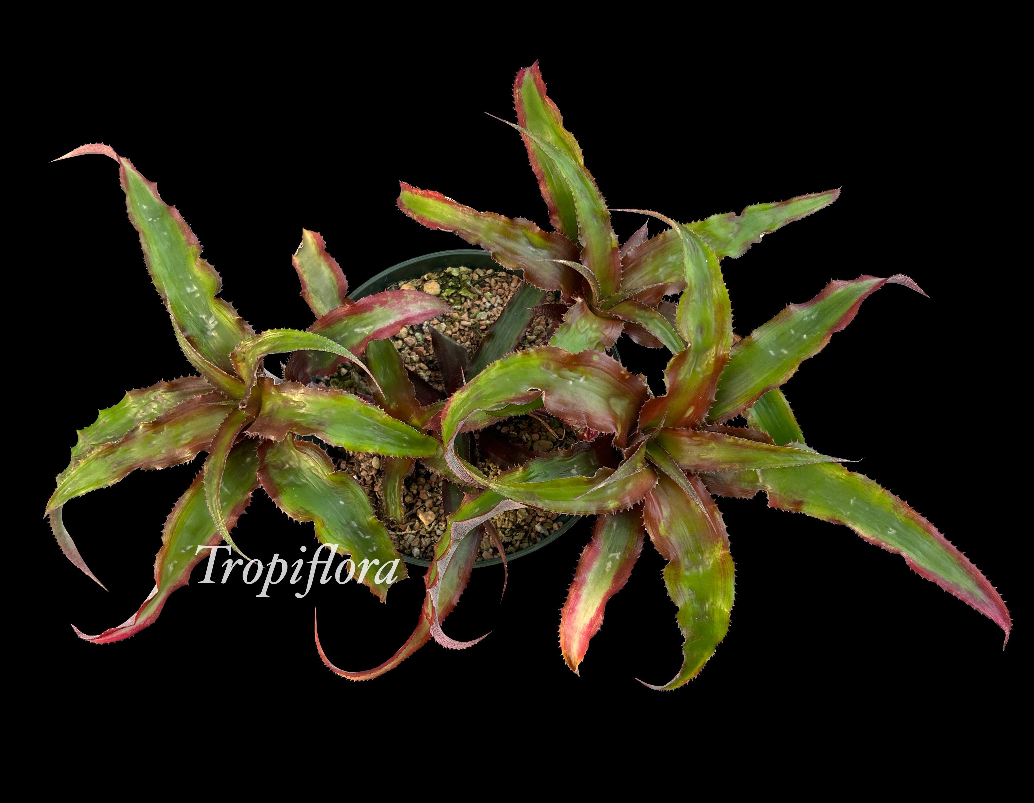 Cryptanthus sinuosus 'Cascade' SEL 1986-0618