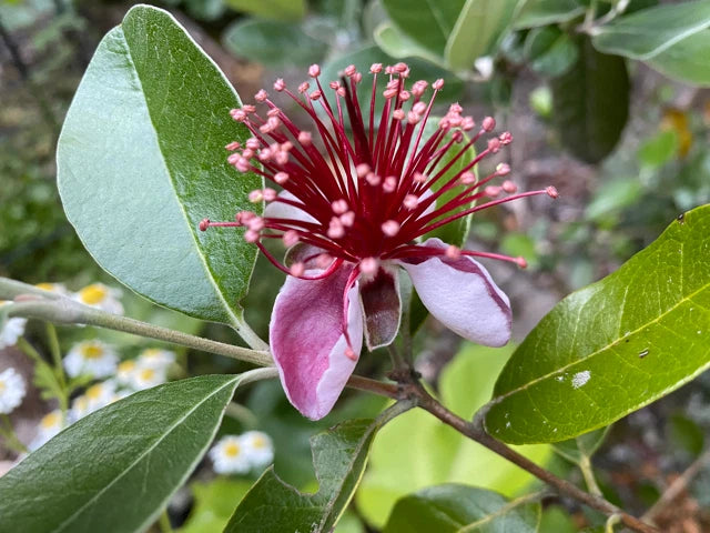 4 Unrooted Cuttings 6-8" Pineapple Guava Tree (Feijoa sellowiana) for Propagation – Tropical Fruit Tree