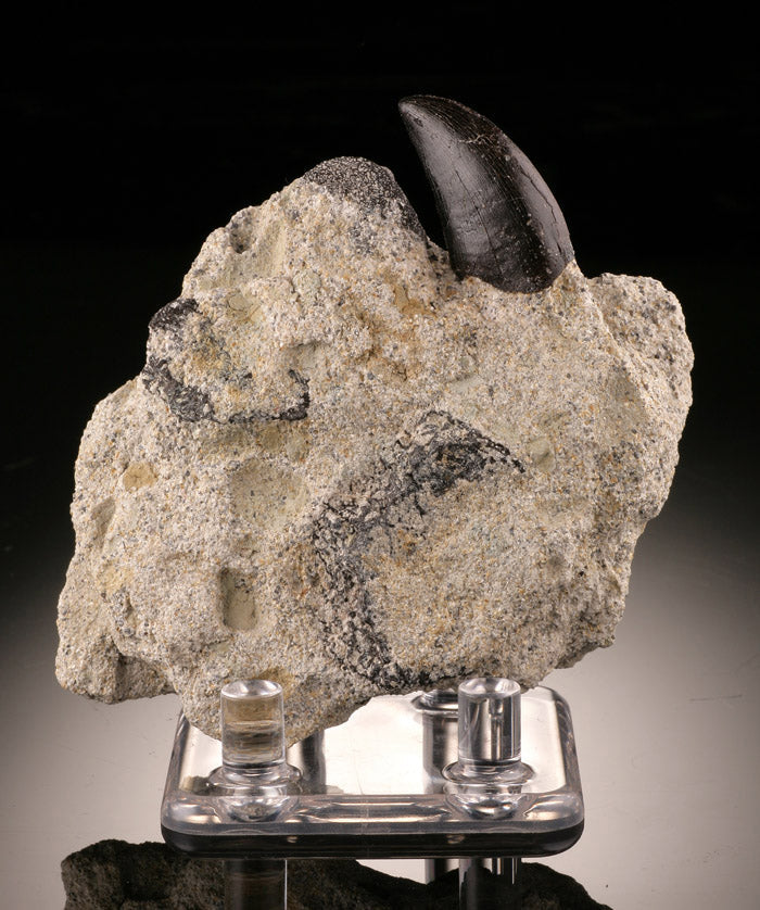 Allosaurus Tooth in Matrix