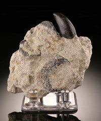 Allosaurus Tooth in Matrix