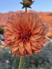 Bloomquist Jean | Dahlia Tuber