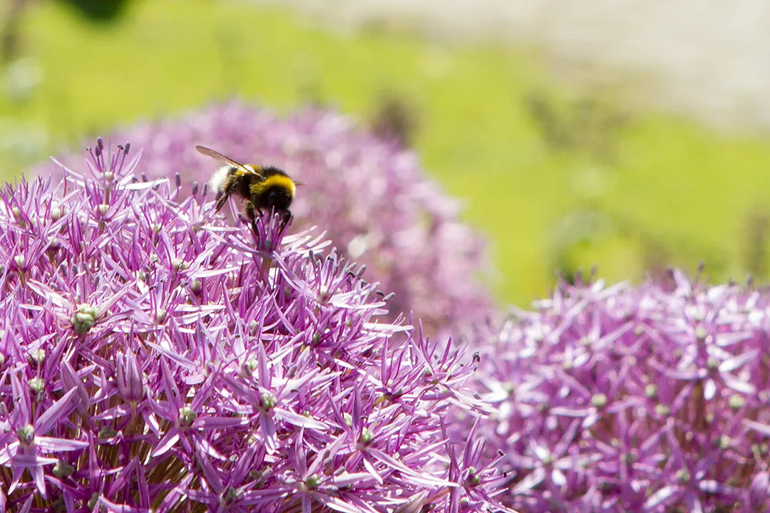 Bombo su Allium — Parco Giardino Sigurtà | Stampa d’Autore AC | 0011