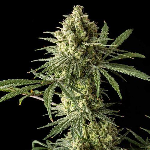 Kompakt gewachsene Blue Cheese Cannabispflanze mit dichten, harzreichen Blüten und dunkelgrünen, gezackten Blättern.