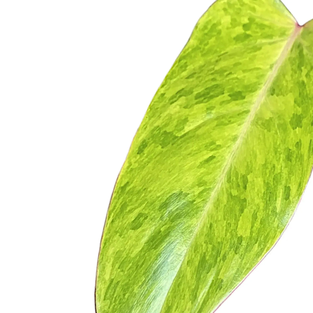 Philodendron 'Painted lady' leaf close-up on white background.