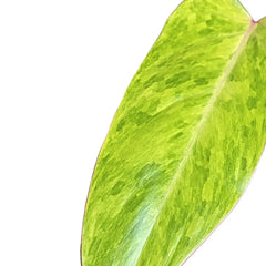 Philodendron 'Painted lady' leaf close-up on white background.