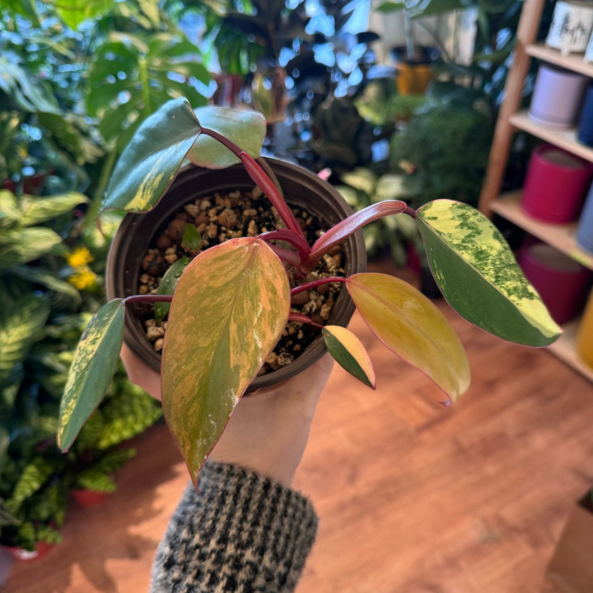 Philodendron 'Strawberry Shake' - The Plant Lady SF