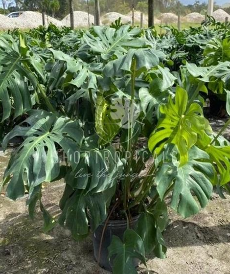 Philodendron Monstera Deliciosa
