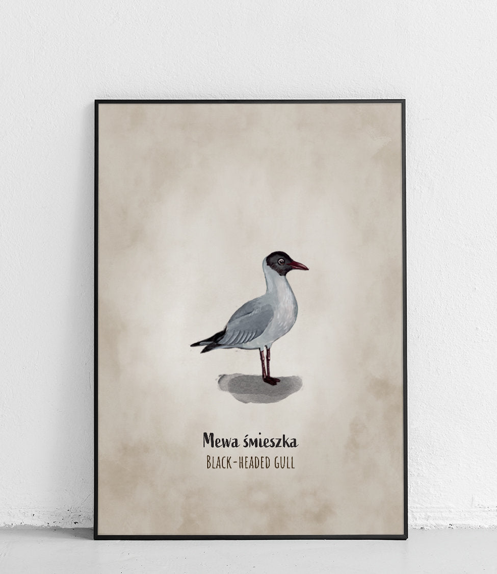 Mewa śmieszka – plakat z ptakiem, zwierzęta Polski, Joanna Czarnecka - 1