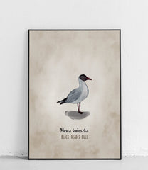 Mewa śmieszka – plakat z ptakiem, zwierzęta Polski, Joanna Czarnecka - 1