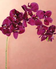 Orchid