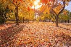 50 Sugar Maple Seeds - Vibrant Yellow Fall Leaves - Acer Saccharum - Ideal for Gardening and Landscaping