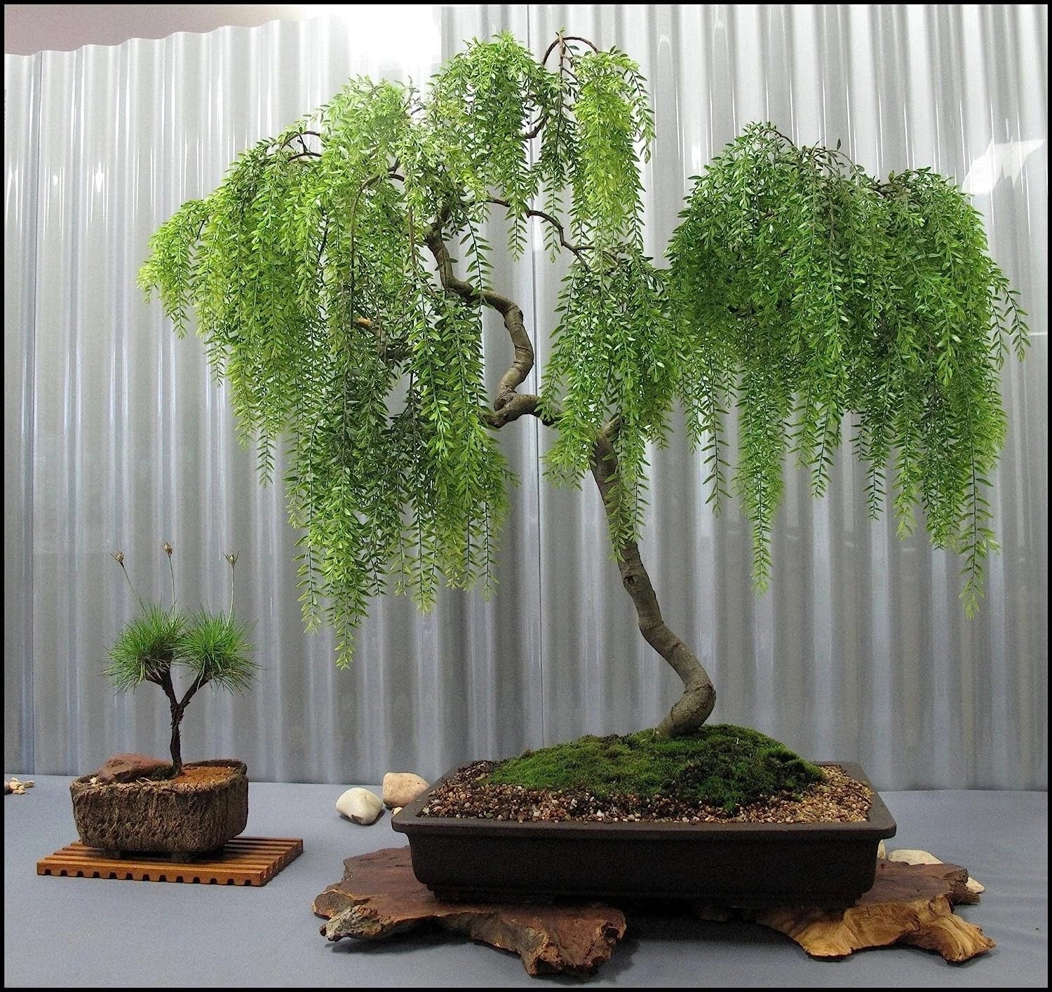 Long Leaf Weeping Willow Bonsai Tree Cutting - Ideal for Growing, Salix babylonica, Indoor/Outdoor Plant