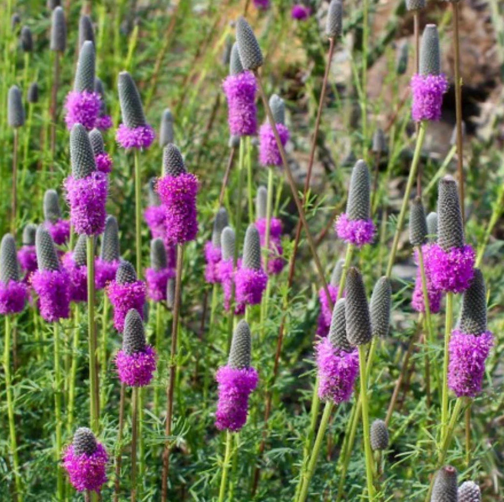 Purple Prairie Clover Seeds - Native Wildflower, Perennial, USA, Free Shipping - Dalea purpurea
