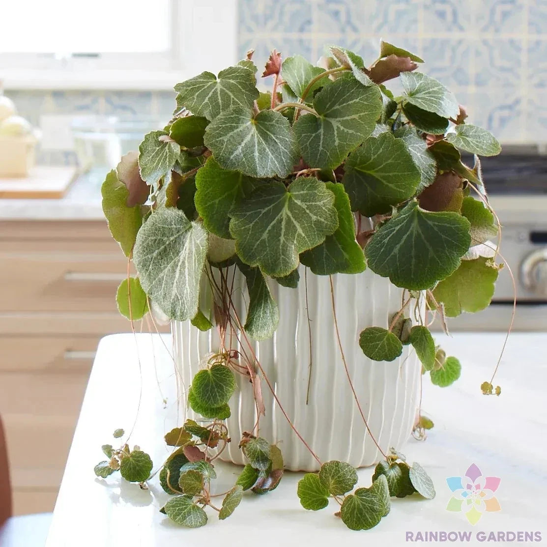 Strawberry Begonia Seeds - 25+ Seeds for Garden Planting - Saxifraga stolonifera - USA Grown - Free Shipping