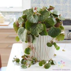 Strawberry Begonia Seeds - 25+ Seeds for Garden Planting - Saxifraga stolonifera - USA Grown - Free Shipping