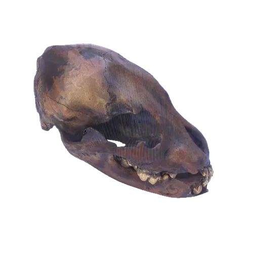 Cave bear; juvenile cave Bear Cub skull cast replica