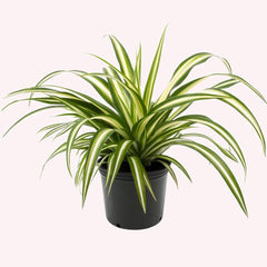 Spider Plant in a 6" pot.