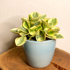 Variegated Peperomia - Peperomia obtipan bicolor 'Golden Genua' - Sprouts of Bristol