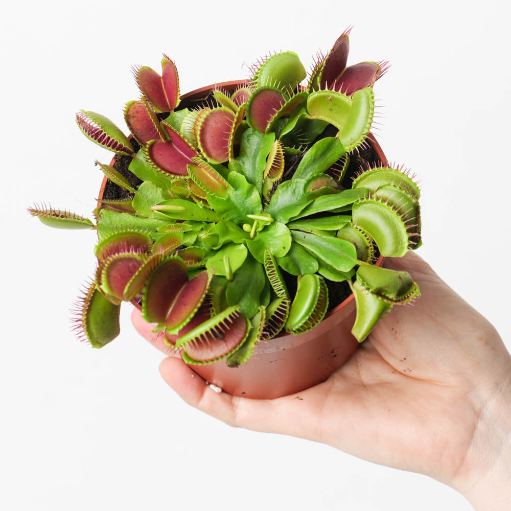 Dionaea muscipula | Venus Fly Trap 12cm Plants GrowTropicals