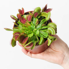 Dionaea muscipula | Venus Fly Trap 12cm Plants GrowTropicals